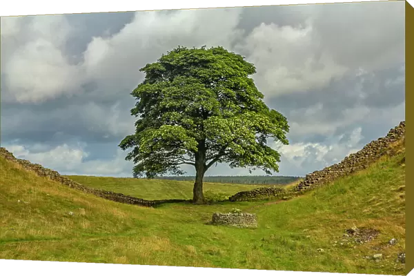 The Sycamore Gap Tree or Robin Hood Tree, Hadrian's Wall near Crag Lough, Northumberland, United Kingdom