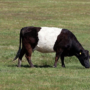 Popular Themes Fine Art Print Collection: Belted Galloway