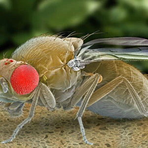 Flies Collection: Fruit Fly