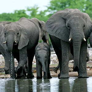 Africa Jigsaw Puzzle Collection: Namibia