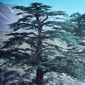 Asia Jigsaw Puzzle Collection: Lebanon