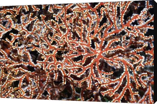 Gorgonian. Close-up of a gorgonian (sea fan) colony showing its individual polyps (white)