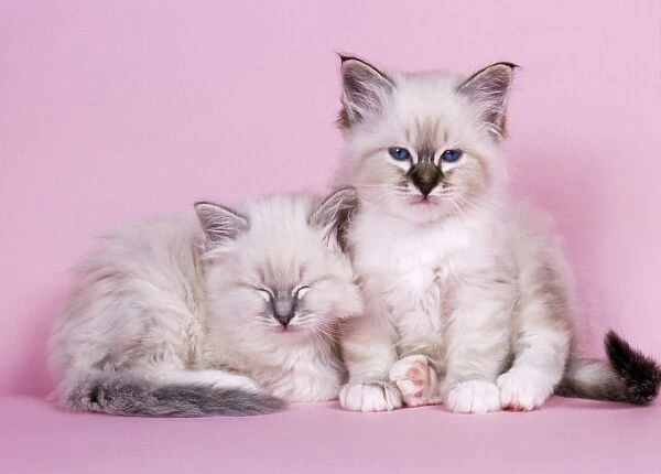 Blue Tabby & Seal Tabby Birman Cat - kittens