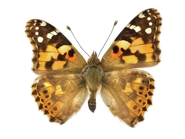 Painted lady butterfly C016  /  2299