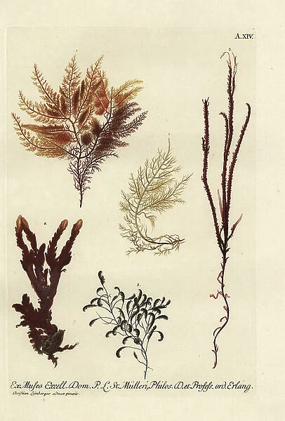 Fine coral from the Cape of Good Hope 1, sea fan, Keratophyton album 2, sea moss, Fucus longifoliis simbriatus 3, sea moss, Lichenastrum 4, and sea fir, Sertularia pennata 5