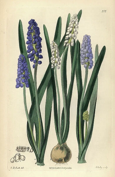 Muscari faux botryde - Grape hyacinth, Muscari botryoides. Handcoloured copperplate engraving by A. Bailey after Edwin Dalton Smith from John Lindley and Robert Sweet's Ornamental Flower Garden and Shrubbery, G. Willis, London, 1854