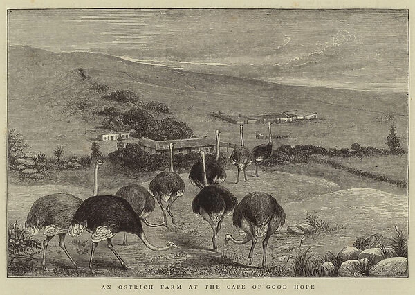 An Ostrich Farm at the Cape of Good Hope (engraving)