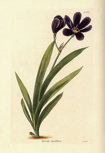 Sparaxis grandiflora, native to Cape of Good Hope. Handcoloured copperplate engraving by George Cooke from Conrad Loddiges Botanical Cabinet, Hackney, 1825