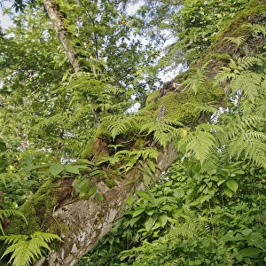 Kosrae, Micronesia. Ferns and other tropical plants climb a tree