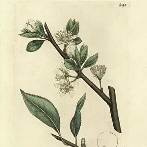 Damson plum or wild bullace tree, Prunus domestica subsp. insititia (Prunus insititia) (bullace sauvage) Handcoloured copperplate engraving after a drawing by James Sowerby for James Smith's English Botany, 1801