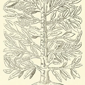 The Tree of Common Law (engraving)