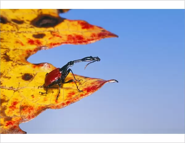 Photographic Print of Giraffe-necked Weevil Madagascar