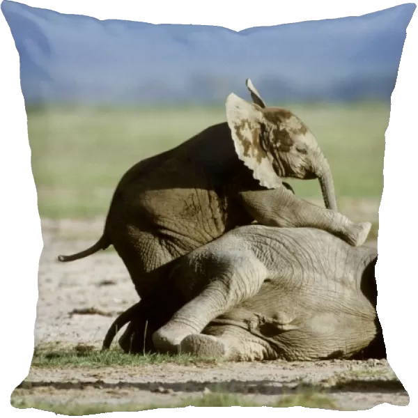 Pillow of African Elephant calves playing Amboseli National