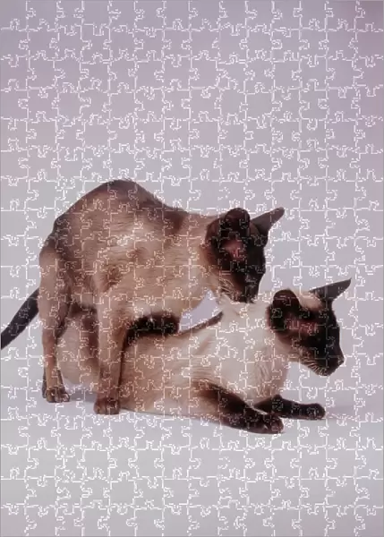 Cat Jigsaw Puzzle Online 