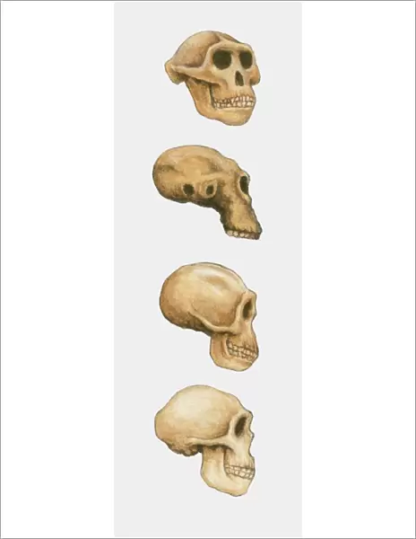 Photographic Print of Illustration of Australopithecus, Homo habilis