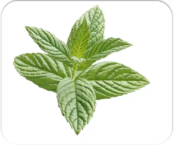 Mentha spicata (Mint, Spearmint)