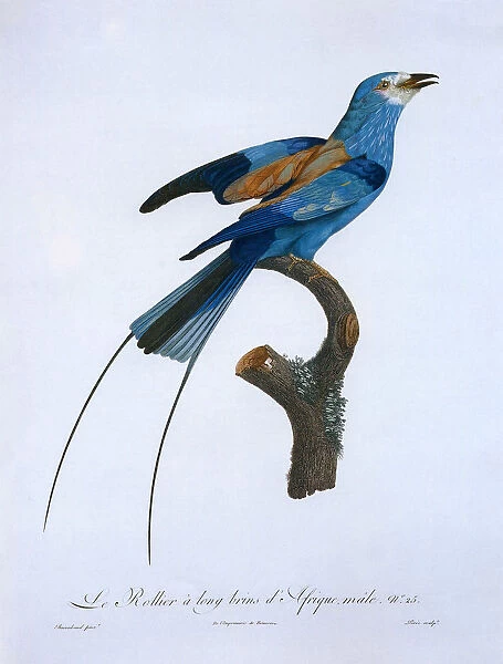 African Rollier Bird Date: 1808