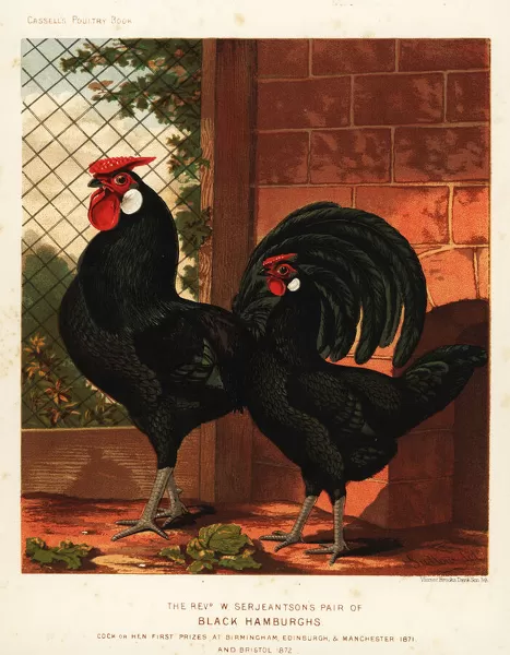 Black Hamburgh cock and hen