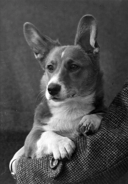 https://www.mediastorehouse.com/p/164/fall-welsh-corgi-1949-20154733.jpg.webp