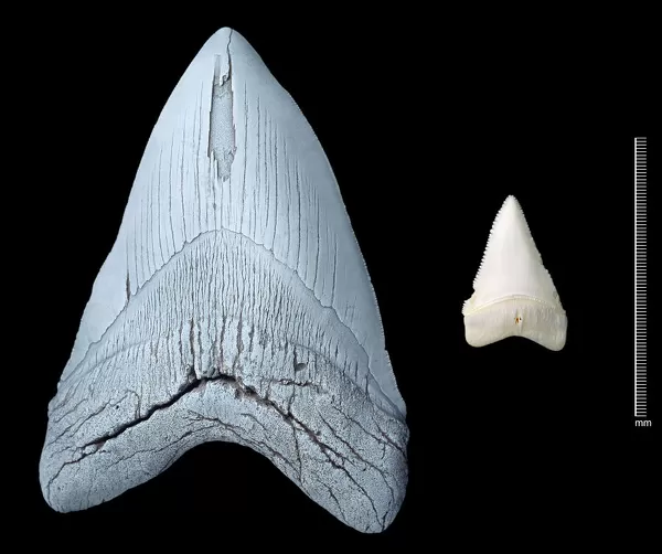 Sharks teeth