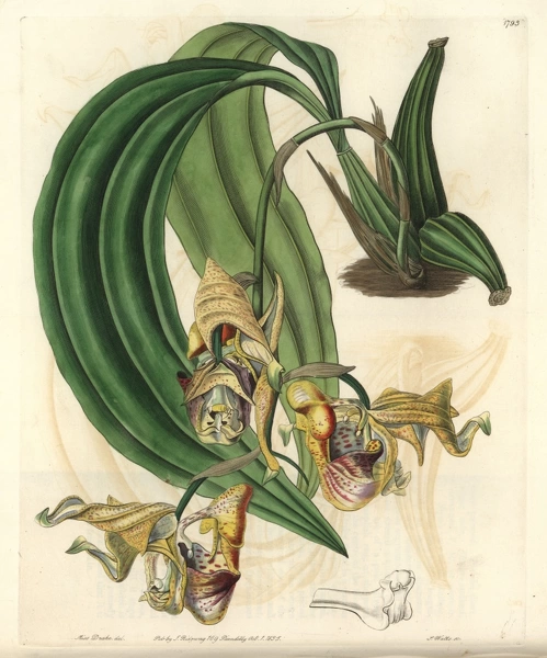 Spotted coryanthes orchid, Coryanthes maculata Our beautiful Wall Art ...