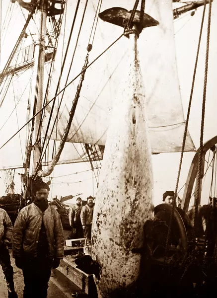 Whaling ship in the Arctic Our beautiful Wall Art and Photo Gifts ...