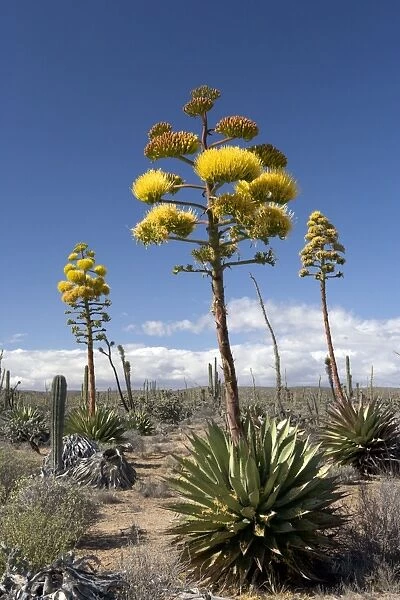 Flower Stem - 005