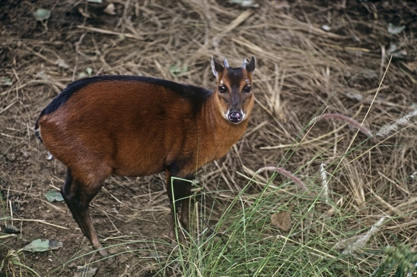 Bay Duiker Our beautiful Wall Art and Photo Gifts include Framed Prints ...