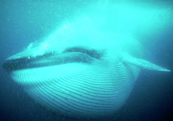 Blue Whale - Gulp feeding, pleats full. San Diego, California, USA