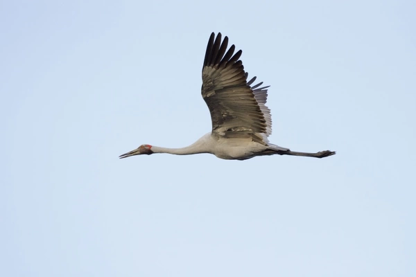 Brolga in flight official bird emblem of the state of