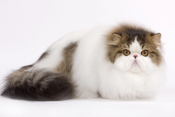 Cat Persian Mackerel tabby in studio Our beautiful pictures are ...