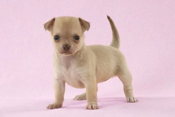 https://www.mediastorehouse.com/p/172/dog-chihuahua-puppy-6-weeks-digital-8706557.jpg.webp