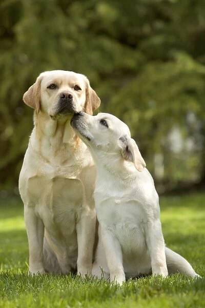 Double Trouble Twice the Fun Labrador Print Two Labradors 