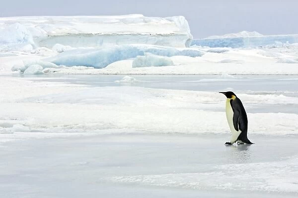 Warmth on the Ice