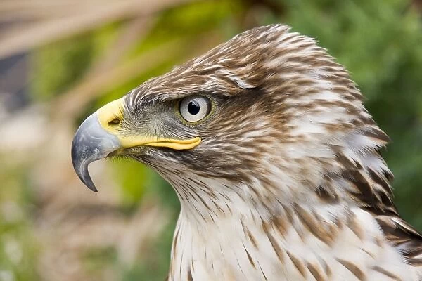 Ferruginous Buzzard  /  Hawk