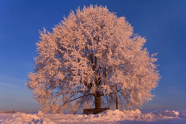 The oaktree  Winter trees, Winter landscape, Winter scenery