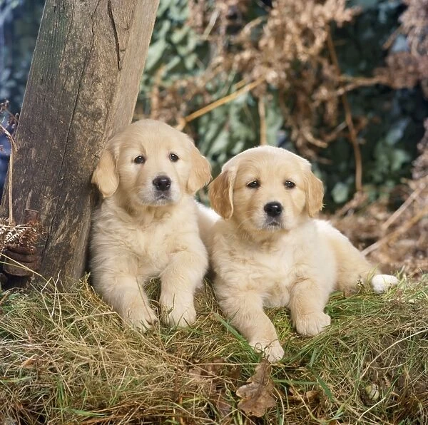 https://www.mediastorehouse.com/p/172/golden-retriever-dog-puppies-woods-1450525.jpg.webp