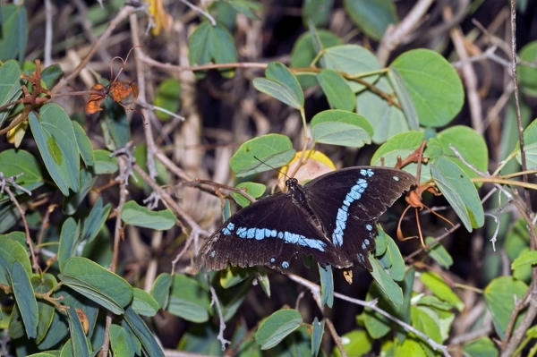 Green Banded Swallowtail Butterfly Well Worn Adult Resting