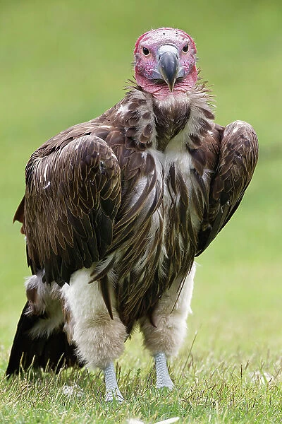 Lappet-faced Vulture