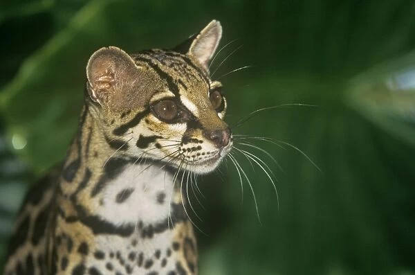 Margay, Leopardus wiedii, a rare South American cat Weekender Tote Bag