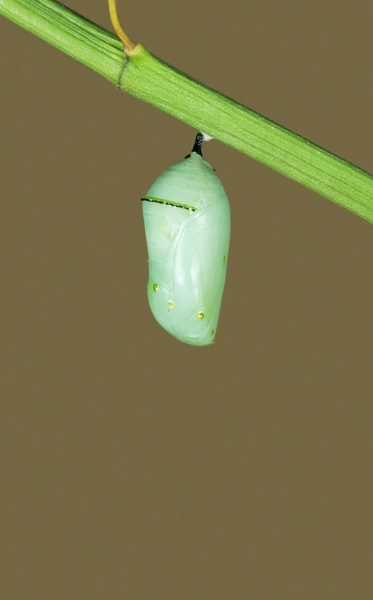 Monarch Butterfly - Hatching sequence 2 of 6