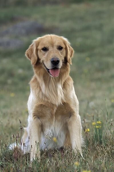 Golden Retriever Dog - Jigsaw Puzzle