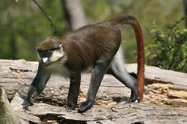 Red tailed monkey market hi-res stock photography and images - Alamy