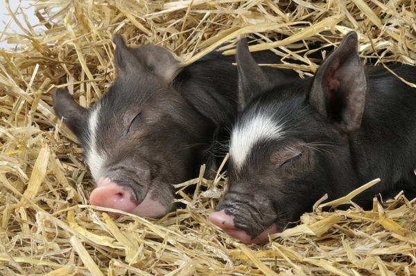 Pig Berkshire Piglets Asleep In Straw Our Beautiful Wall Art And Photo ...