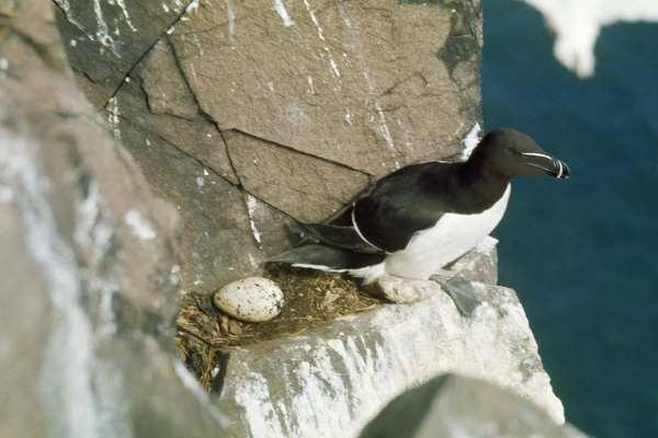 Razorbill at nest site and egg available as Framed Prints, Photos, Wall ...