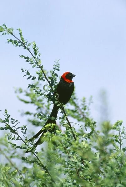 x20 red feathers 