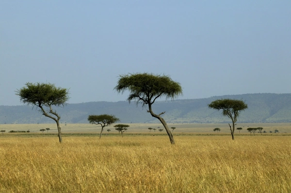 Savannah Maasai mara, Transmara, Kenya Our beautiful Wall Art and Photo ...