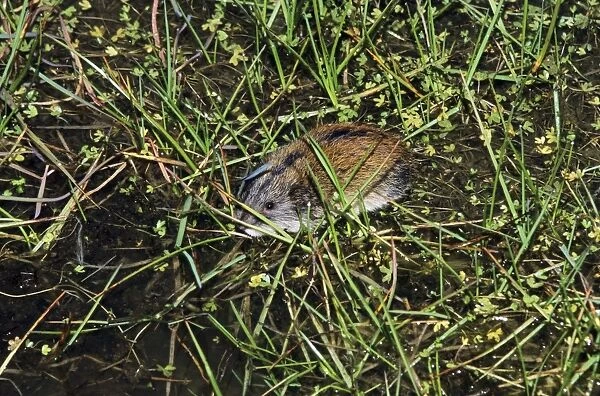 Siberian Lemming adult crosses a puddle (Lemmings can swim)