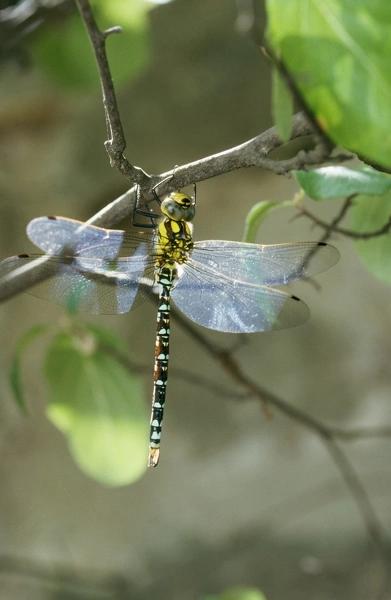 Southern Hawker Dragonfly For Sale As Framed Prints, Photos, Wall Art ...