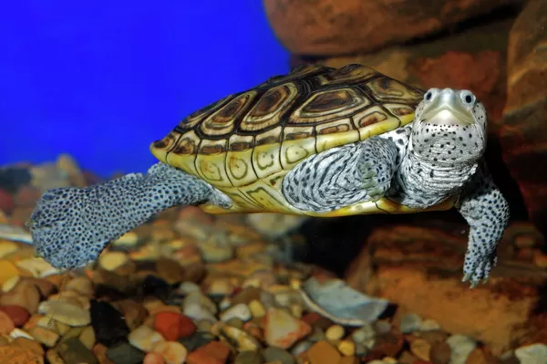 Poster Print of Texas Diamondback Terrapin Swimming underwater